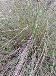 Image result for Elionurus muticus