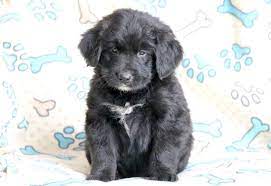 28,961 likes · 592 talking about this. Boss Newfoundland Mix Puppy For Sale Keystone Puppies