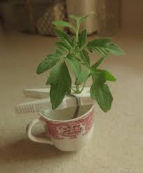 Do this gradually as the plant grows through the season. How To Save Broken Tomato Plants Show Me Oz