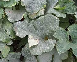 Maybe you would like to learn more about one of these? Preventing Powdery Mildew On Cucumbers Squash Amp Melons Veggie Gardener Forum