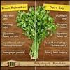 Biasanya daun ini digunakan sebagai penyedap pada masakan sup atau dijadikan sebagai meski demikian, baik basil, oregano, dan parsley semuanya masuk ke dalam keluarga daun mint. 1