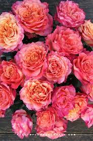 My heart runs wild and free. Premium Scented Garden Rose Free Spirit
