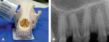 dental radiology series techniques for intraoral radiology