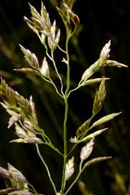 Image result for Eragrostis olivacea
