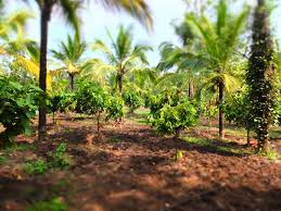 Coffee plantation, port of spain,trinidad photographer: Coffee Plantation Picture Of Vanamoolika Herbals Wayanad District Tripadvisor