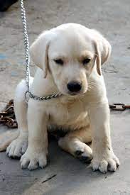 English Cream Golden Retriever Puppies Price Cuteanimals Labrador Retriever Labrador Retriever Puppy