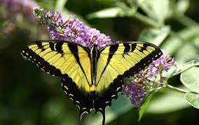 Insects may eat their eggs, birds like to eat the caterpillars and lots of things like to eat the adults. Flowers For Butterflies