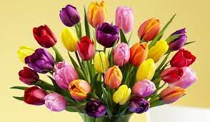 History And Meaning Of Tulips Proflowers Blog Tulips Meaning Flower Arrangements Different Types Of Flowers