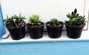 En este video te explicare los cuidados basicos de las plantas suculentas y cactus, asi como su riego, si son de sol o de sombra,. Por Que Debemos Cultivar Plantas Suculentas En Macetas Pequenas