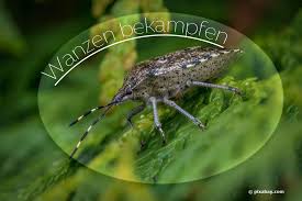 Möchtest du in deinen wohnräumen trotzdem gegen stinkwanzen sprühen, solltest du zunächst auf eine unschädlichere alternative zurückgreifen: Wanzen Bekampfen Graue Gartenwanze Stinkwanzen Co Loswerden