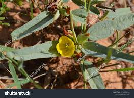 Image result for Melhania