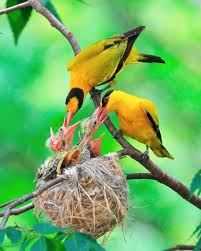 Birds That Look Like Orioles Black Naped Orioles Oriolus Chinensis Bringing Food To The Nest For Their Babies This Beautiful Gold And Black Song Beautiful Birds Colorful Birds Pet Birds