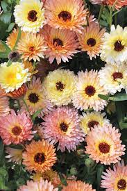 Pin On Garden Dreams
