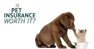 See their reviews before choosing a policy to cover your dog's health. Is Pet Insurance Worth The Cost Perfetto Insurance Agency