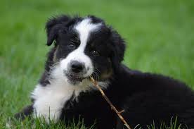 Blue merle looks like splashes of black against a gray or powder blue background. 12 Australian Shepherd Colors An Overview With Pictures Doggie Designer