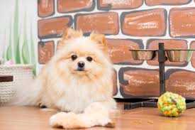 15 Best Dog Foods For Pomeranians Our 2019 In Depth Feeding