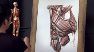 The drawings are based on a connection between natural and abstract representation; Anatomy Courses For Artists Best Online Courses To Study Human Anatomy At Home