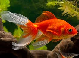 Ich habe schon über all geguckt. Lieblingsfisch Der Deutschen Der Goldfisch Zooroyal Magazin