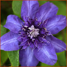 Image result for Clematis dolichopoda