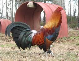 Ayam peruvian atau yang biasa dikenal dengan nama ayam peru merupakan salah satu ayam jantan (jago) yang banyak digunakan untuk lomba. Ketahui Ciri Ciri Ayam Peru Yang Berkualitas Trikmerawat Com