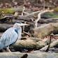 Bird Walk @ Brick Pond Park