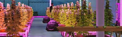 There is a disclaimer from the creators of this mod . Basemental Drugs Mod Legal Weed Grow Farm For The Sims 4 Wicked Pixxel