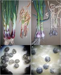 The infection is most likely to take hold during warm and humid conditions. Reduction Of Stromatinia Cepivora Inocula And Control Of White Rot Disease In Onion And Garlic Crops By Repeated Soil Applications With Sclerotial Germination Stimulants Abstract Europe Pmc