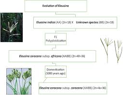 Image result for Eleusine kigeziensis