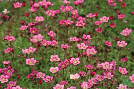 Patjarikko Saxifraga Arendsii Ryhma Rosenbracka Kukkii Touko Kesa Lahilajit Ja Lajikkeet Alba Blutent Beautiful Flowers Pictures Annual Plants Plants