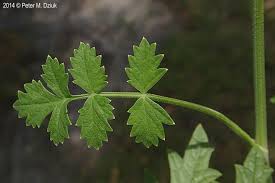Image result for Pimpinella trifurcata