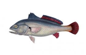 Ele é um dos peixes mais esportivos e impressiona pelas cores brilhantes que lembram a bandeira do. Peixes De Agua Doce Do Brasil Corvina Plagioscion Squamosissimus Artigos Cursos A Distancia Cpt