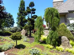 Shipped with our arrive alive guarantee. Dwarf Weeping Norway Spruce Front Yard Ideas Houzz