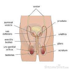 Exterior view of a male anatomical figure. Male Reproductive System Reproductive System Reproductive System Project Female Reproductive System Anatomy