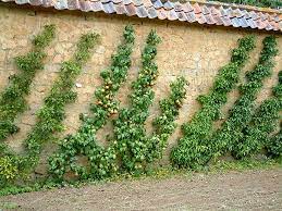planter un espalier ou une palmette chez vous jardin fruitier amenagement jardin idees jardin