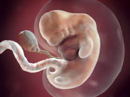 7 Weeks Pregnant Symptoms Belly Baby Size Babycenter