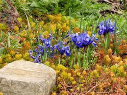 There are wide pathways between flowers, which we found out are actually yearly, alternating planting beds. Robin S Ohio Garden Finegardening