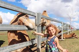 Down on the farm chords by camel. Addie Lawson Feeds A Camel At Summer Land Camels Farm In Harrisville West Of Brisbane Abc News Australian Broadcasting Corporation