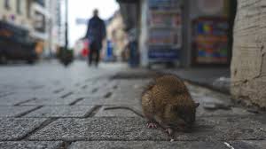 People become infected when they inhale (breathe in) dust. Hantavirus Infections What You Need To Know
