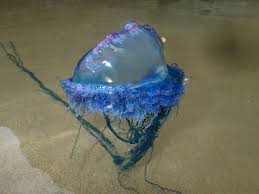 The tentacles of the portuguese man o'war are very painful and can be fatal to humans. Thousands Of Portuguese Man O War Are Washing Up On Uk Beaches The Independent The Independent