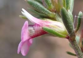 Image result for Muraltia