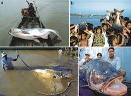 Large Fish Species Of The Mekong River A Mekong Giant Catfish Download Scientific Diagram