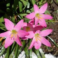Image result for Zephyranthes minuta