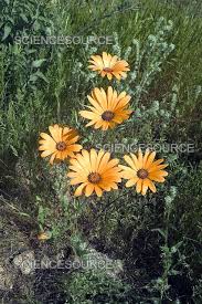 Image result for Dimorphotheca