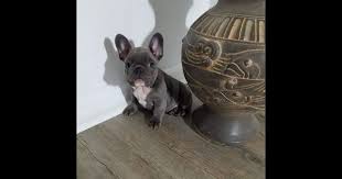 188 tykkäystä · 3 puhuu tästä. Blueblood French Bulldogs Has French Bulldog Puppies For Sale In Ringgold Ga On Akc Puppyfinder French Bulldog Puppies French Bulldog Bulldog Puppies For Sale