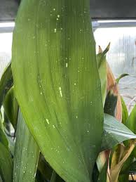 Image result for Kořenokvětka Aspidistra