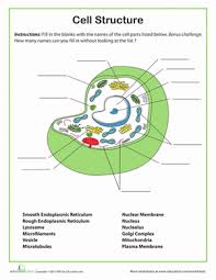 Middle School Science Worksheets Cell Structure Science Cells Biology Worksheet Science Worksheets