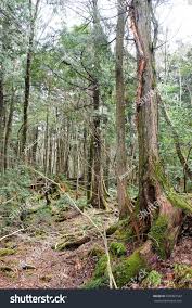 Aokigahara Forest That Lies Base Mount Stock Photo 629907542 | Shutterstock