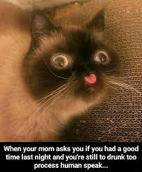 The Best Funny Photosof Today S Internet 20 Pics Komik Hayvan Fotograflari Komik Hayvan Hayvan Mizahi