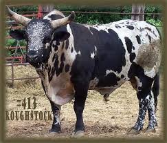 Germanrodeobulls Com Bucking Bulls Bull Cow Pbr Bull Riding