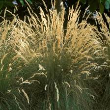 Image result for Festuca africana
